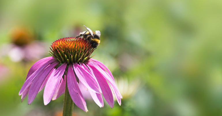 <p>Echinacea Favorites</p>