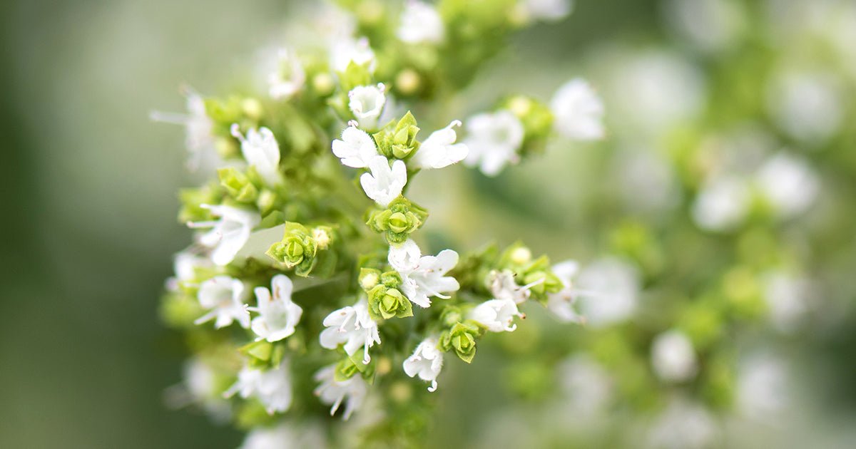 <p>Outstanding Oregano</p>