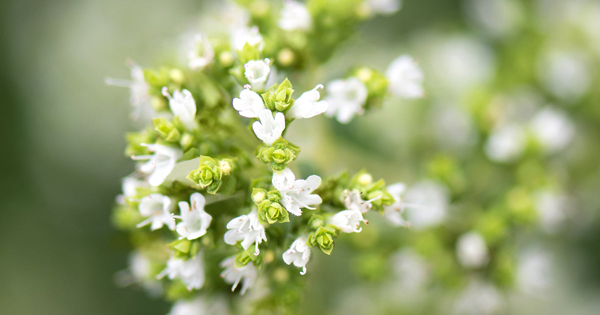 <p>Outstanding Oregano</p>