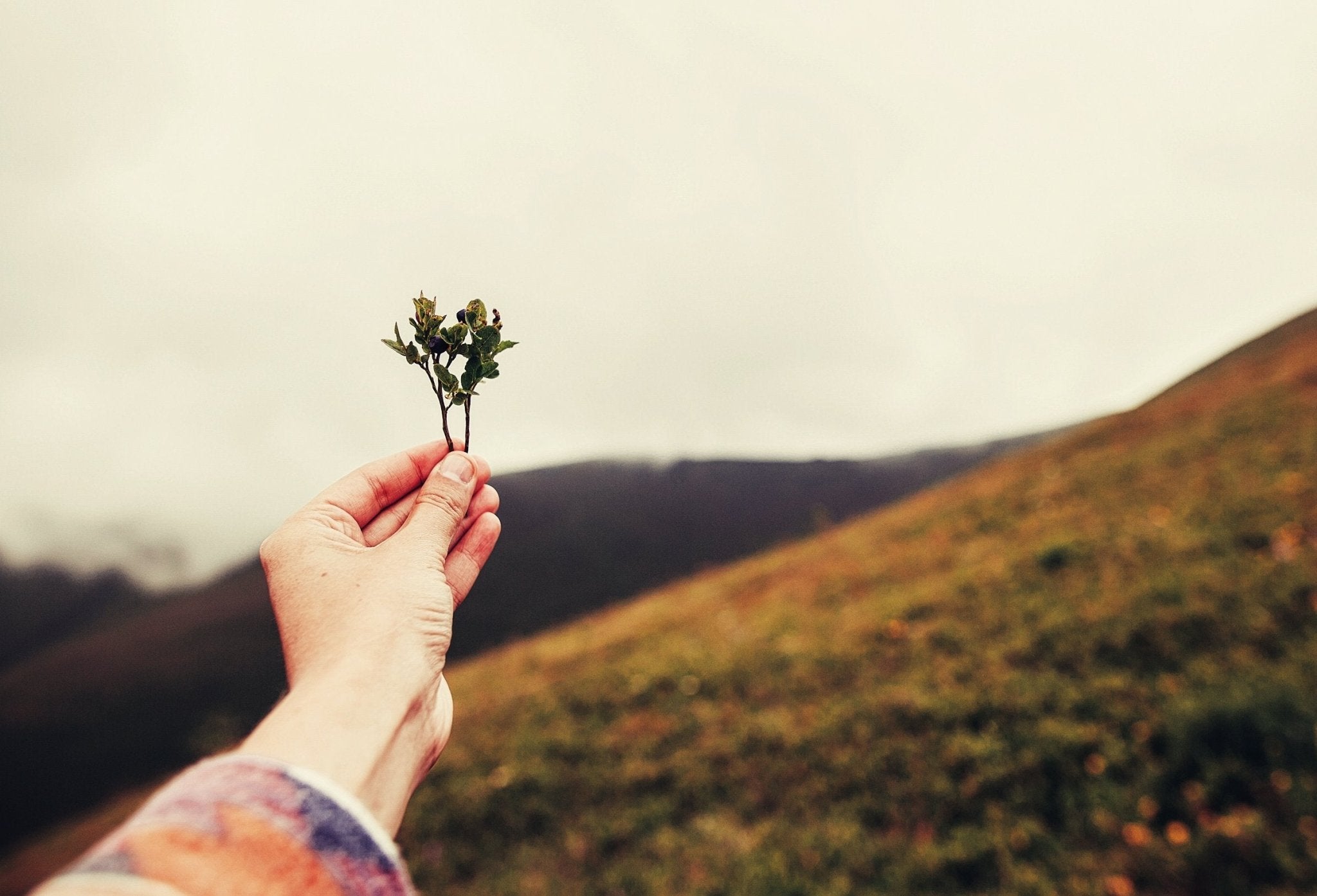 <p>Herbal Thyroid Supplements</p>