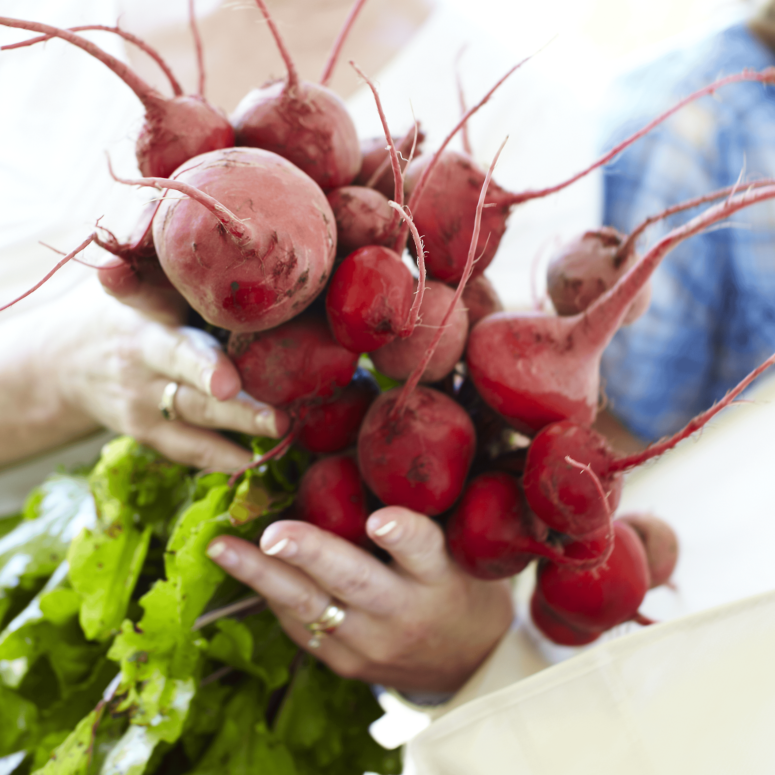 Person holding a bunch of radishes with green leaves.