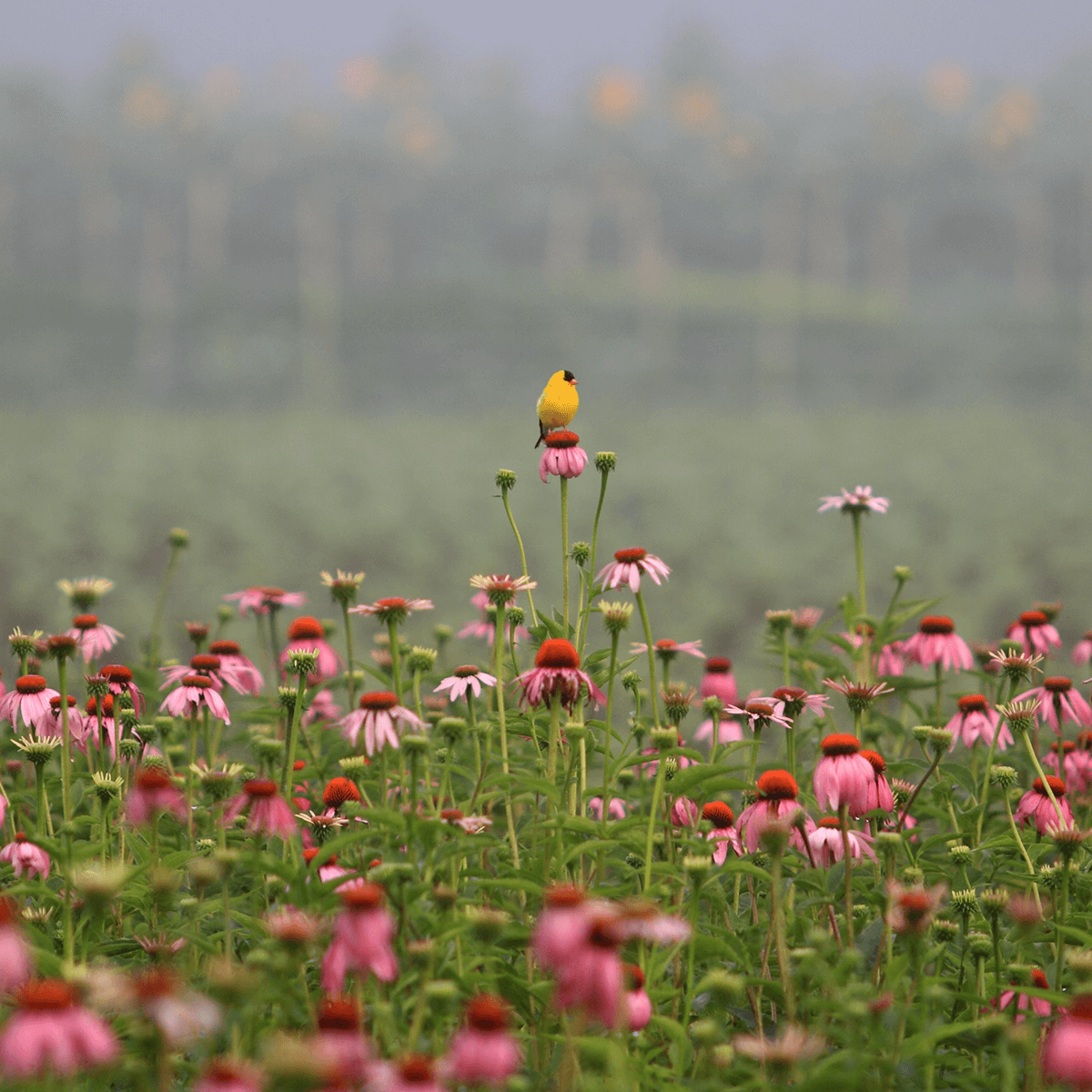 Two birds perched on pink flowers in a field with a blurred background