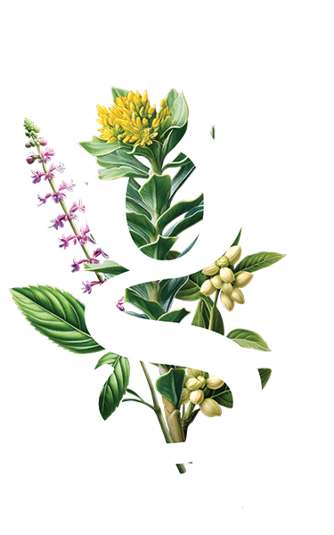 Adrenal Health G Illustration