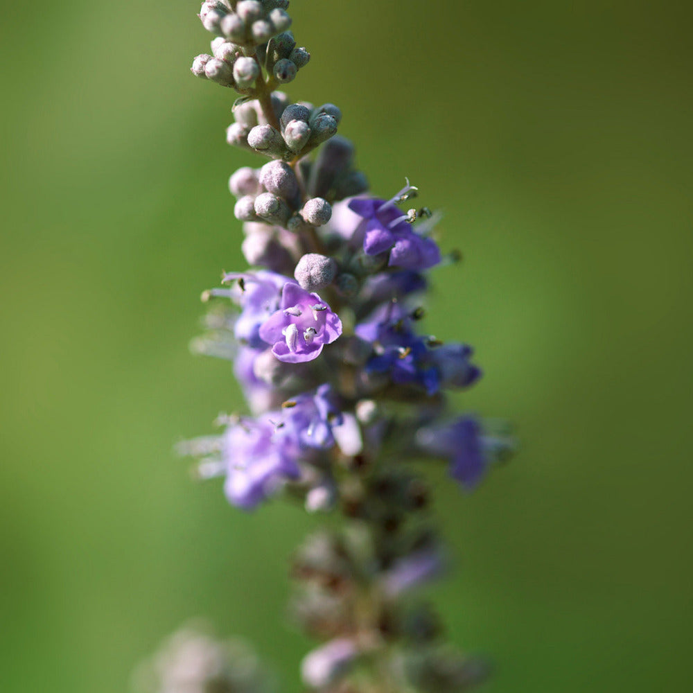 Close-up of a lavender flower with a blurred green background