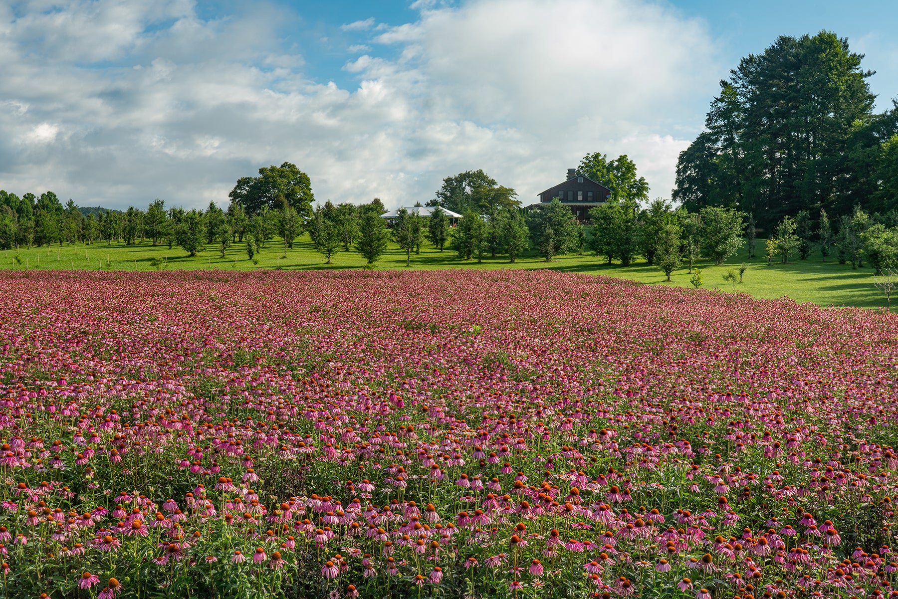 Echinacea Farm