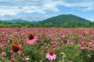 Discover which Gaia Herbs® supplements can support your wellness goals*