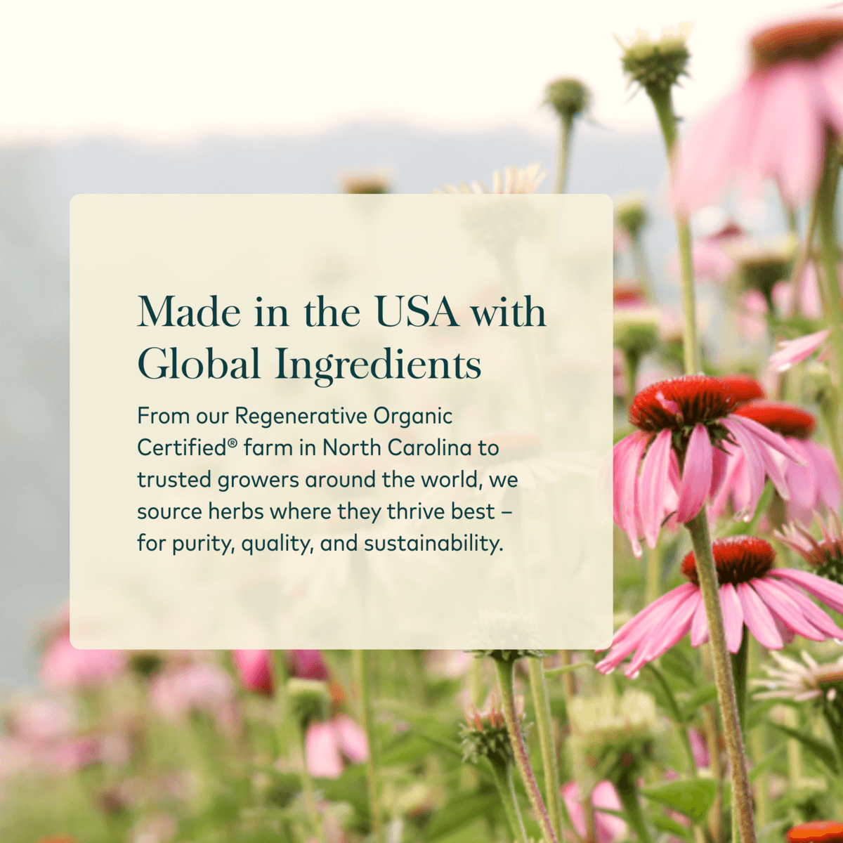 Made in the USA with Global Ingredients words on an echinacea field background 
