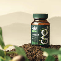 Gaia Herbs Olive Leaf 60 count supplement bottle on a natural background with plants.