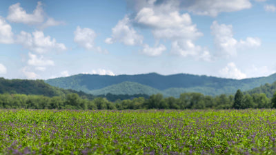 Discover which Gaia Herbs® supplements can support your wellness goals*