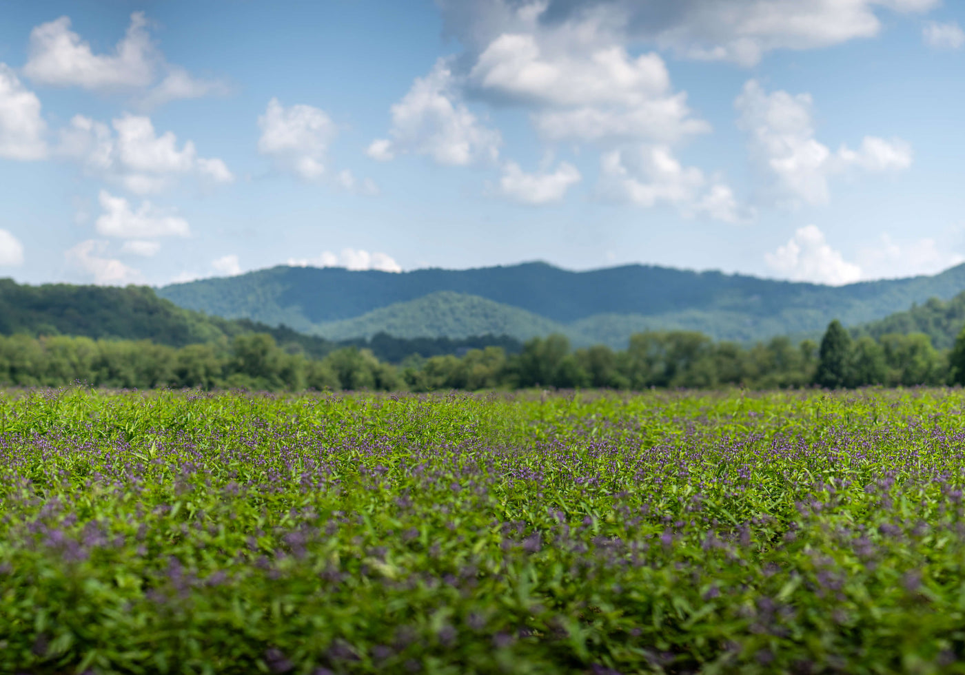 Field of green plants with mountains in the background