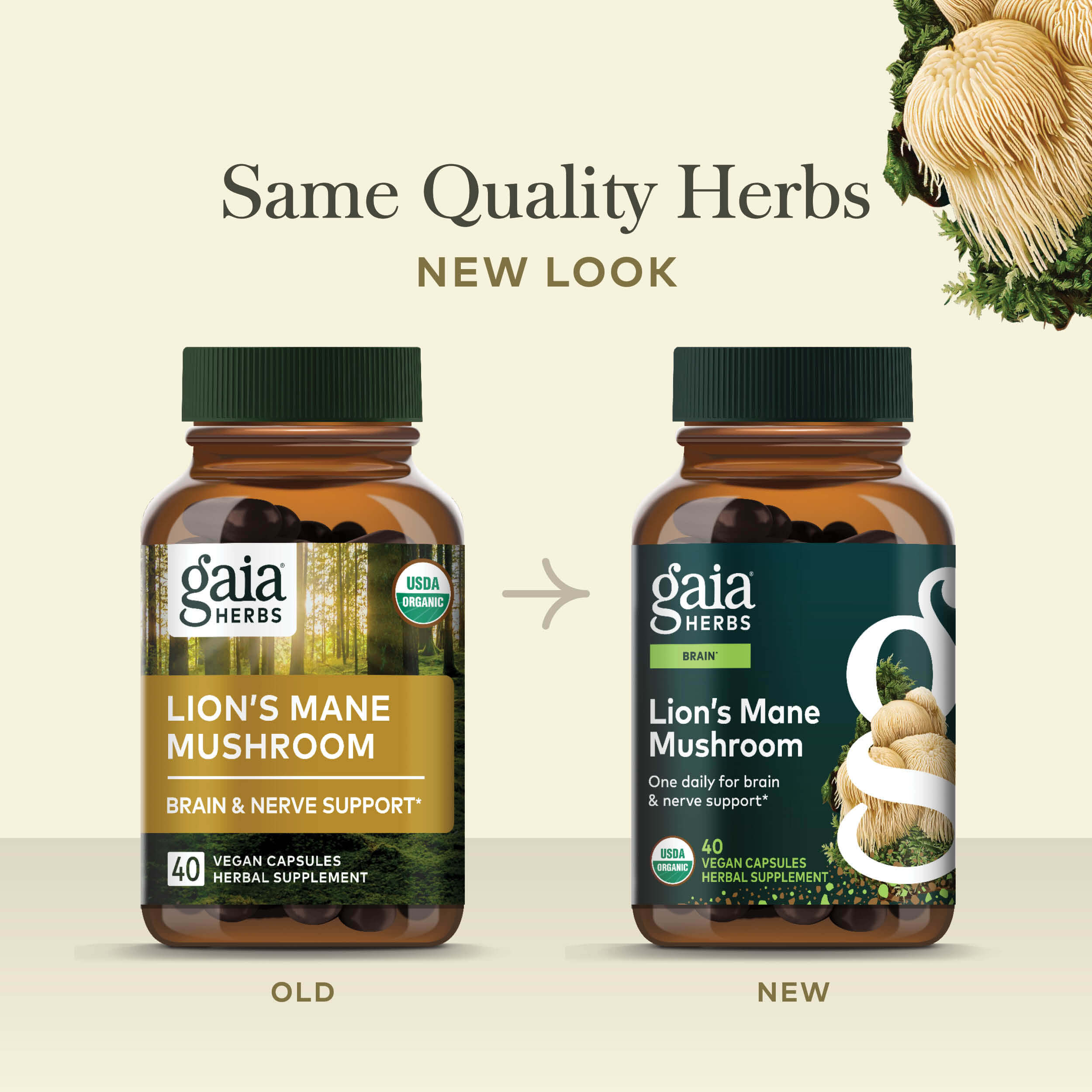 Lion'S Mane Powder Vs Capsules: A Side-By-Side Comparison