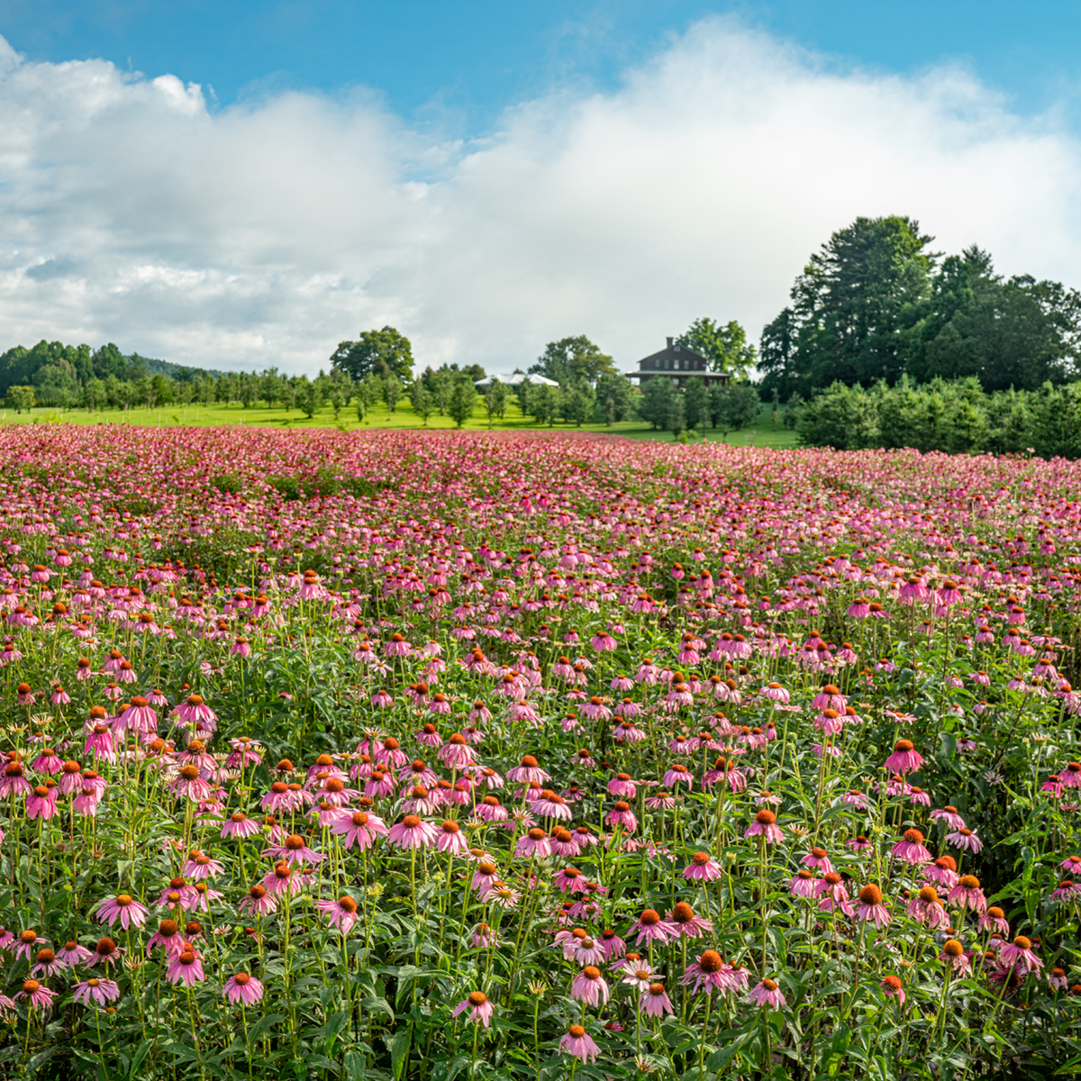 Field of pink flowers with a house and trees in the background under a blue sky with clouds.