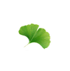 Ginkgo