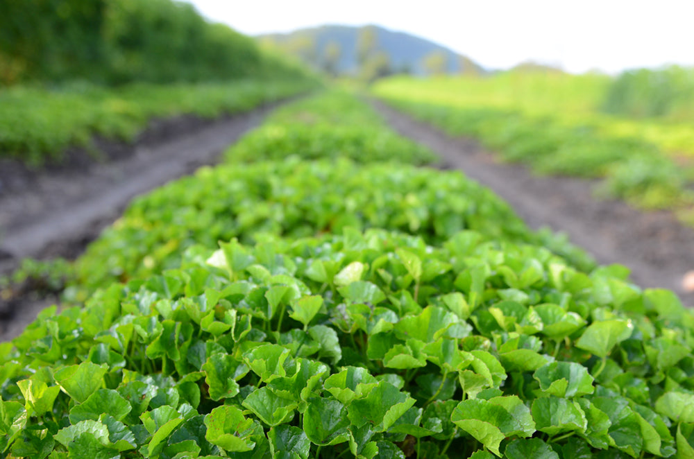 Row of young green plants in a field with a blurred background