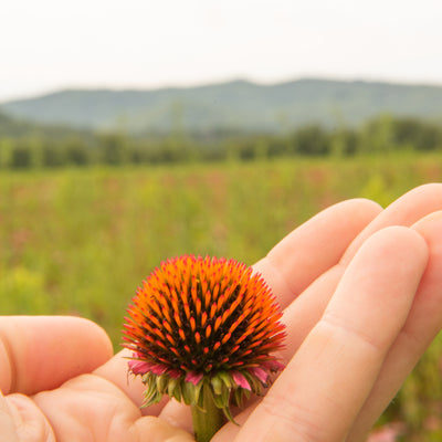 HERB REFERENCE GUIDE