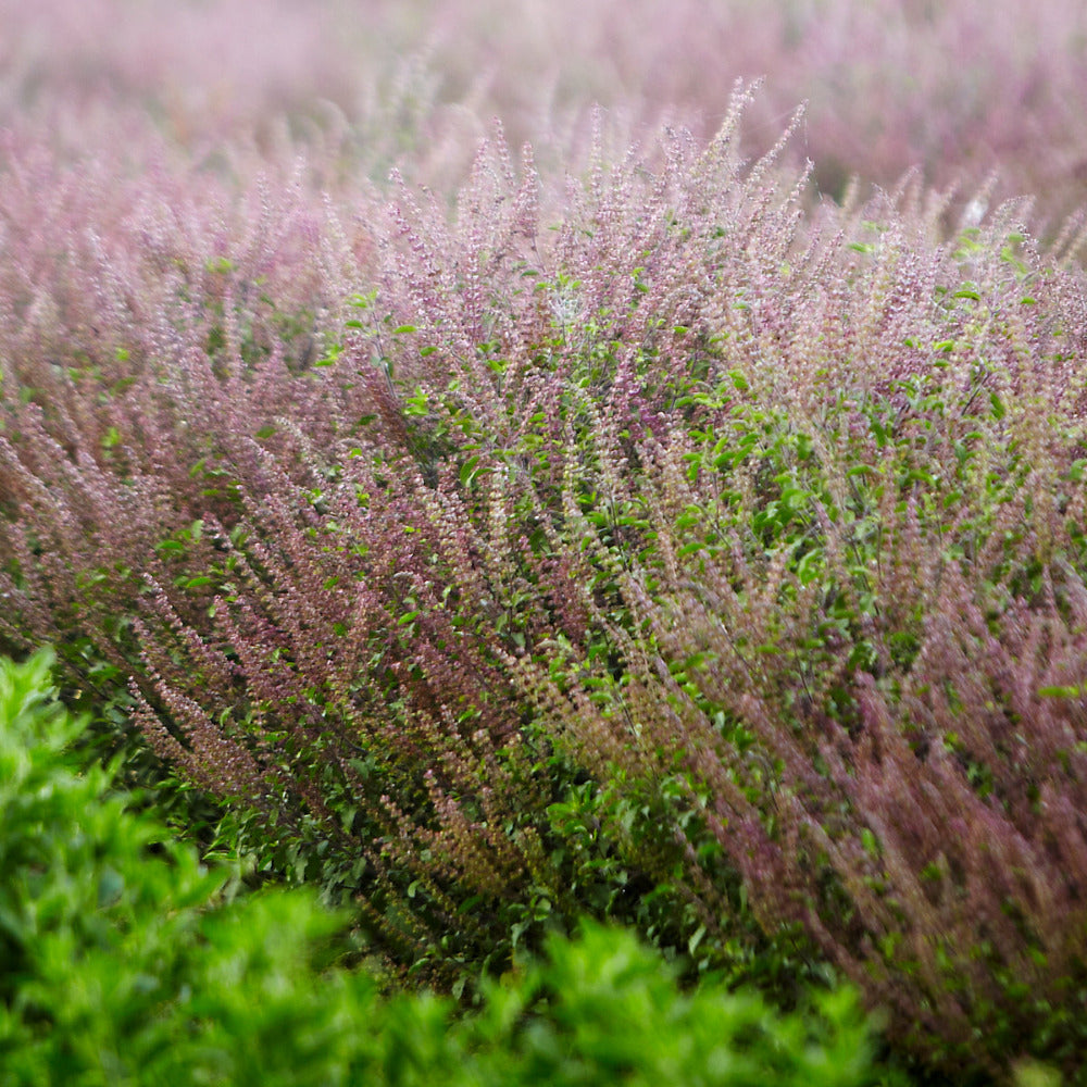 Holy Basil plant with small purple flowers