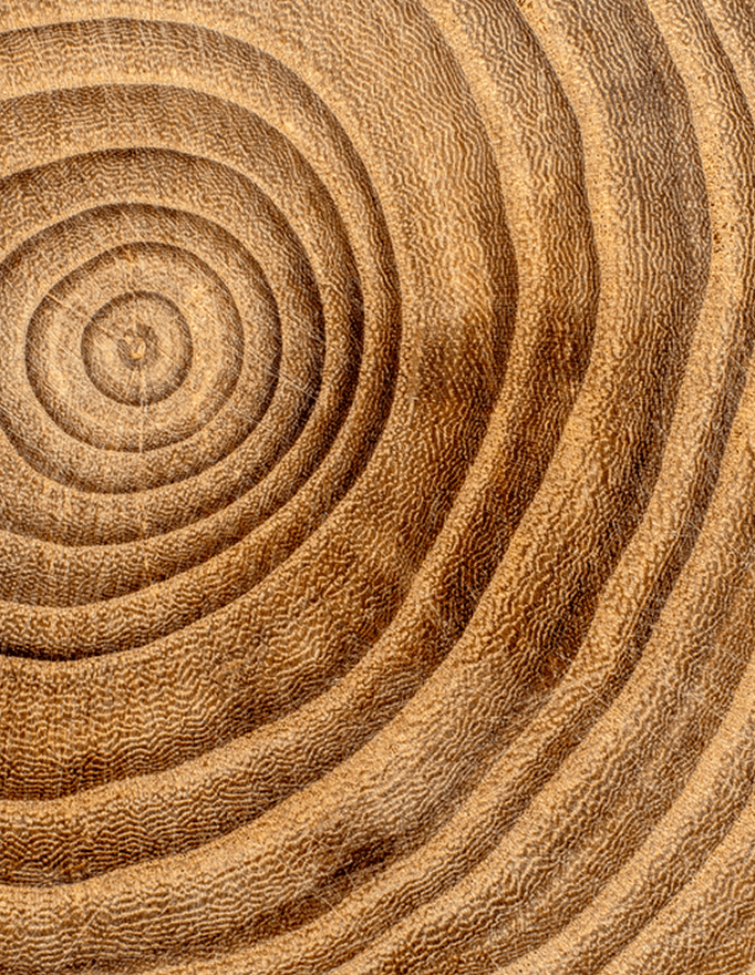 Close-up of wooden growth rings with concentric circular patterns
