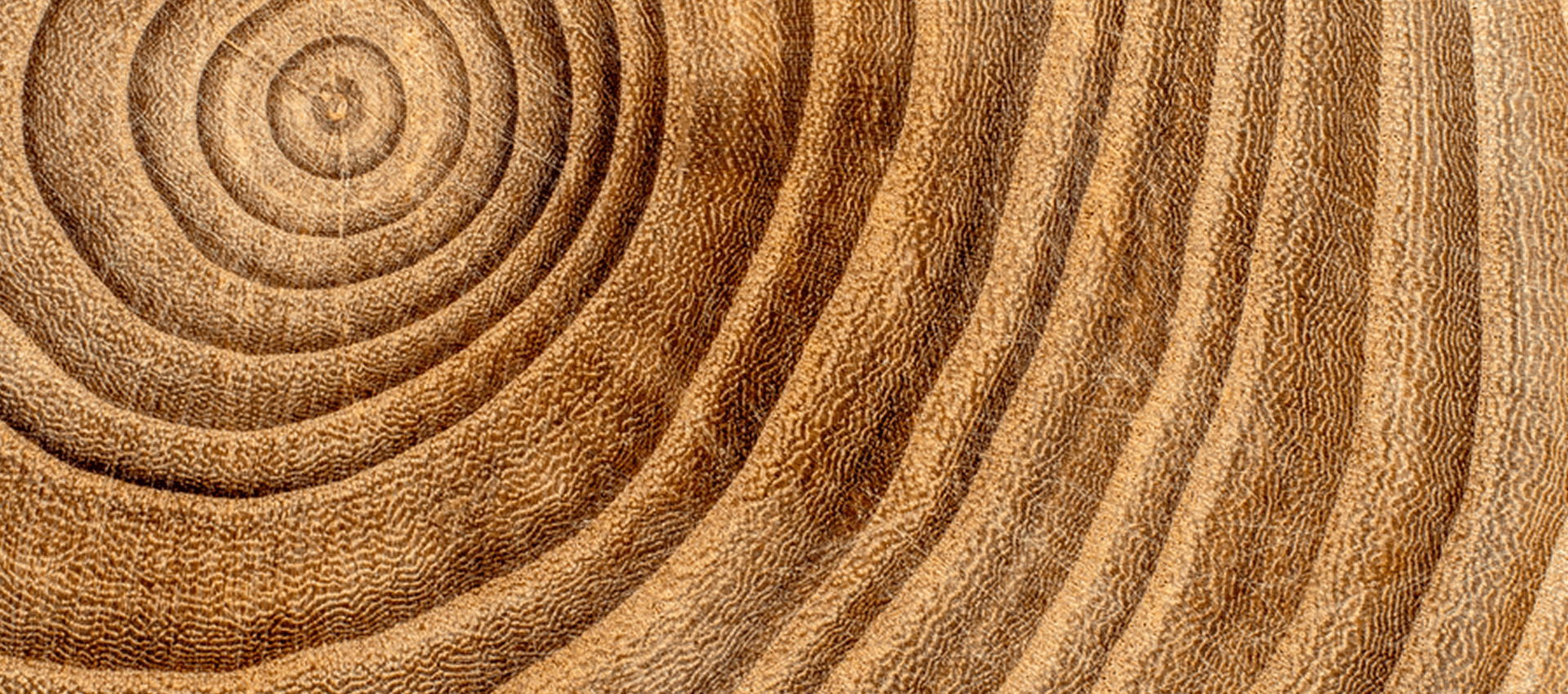 Close-up of wood growth with circular patterns