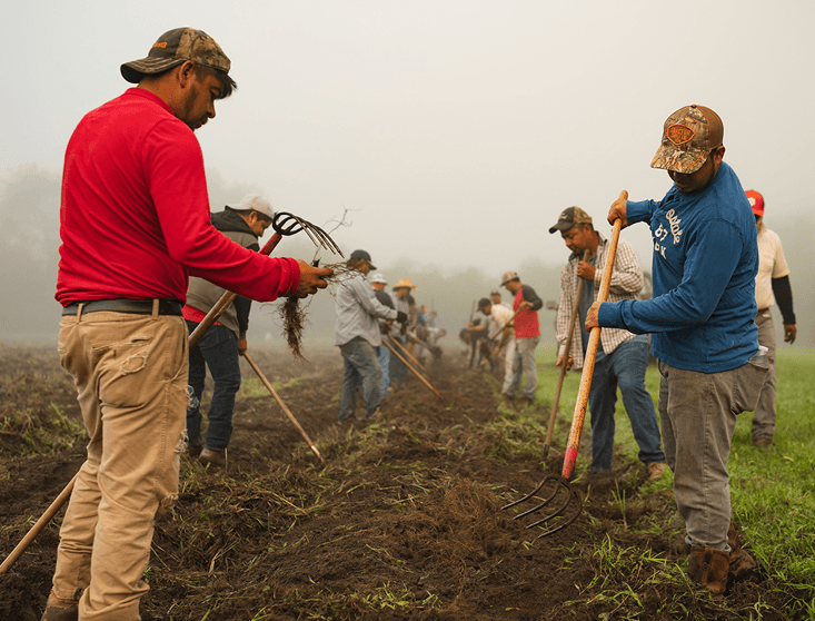 Group of people working in a field with tools on a foggy day