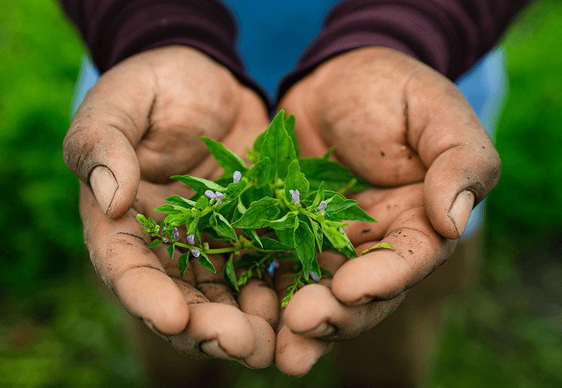Hands holding a small plant with a blurred green background