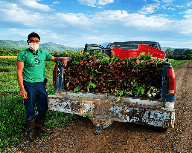 Man standing next to a truck filled with harvested vegetables in a field.