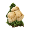 Lion's Mane