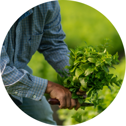Person holding a bundle of fresh green herbs with a blurred green background