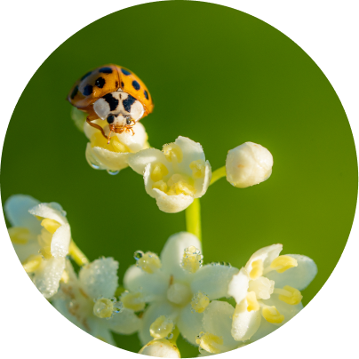 Ladybug on a white flower with a green background