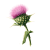 Milk Thistle
