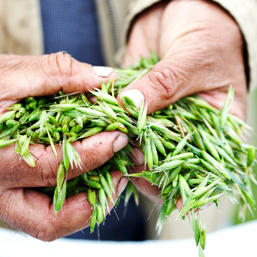 Harvested oat plants in a farmworker's hands