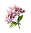 Oregano