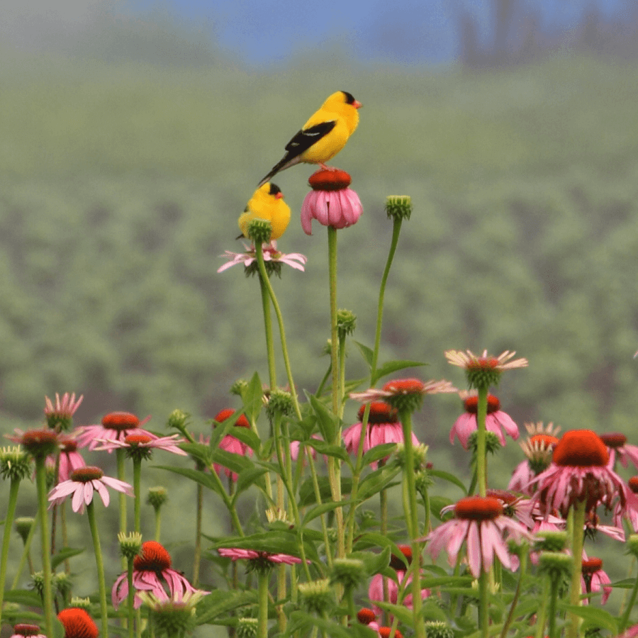 Two yellow birds perched on pink flowers with a blurred green background