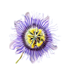 Passionflower