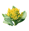 Rhodiola Rosea