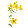 St. John's Wort