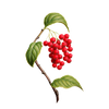 Schisandra