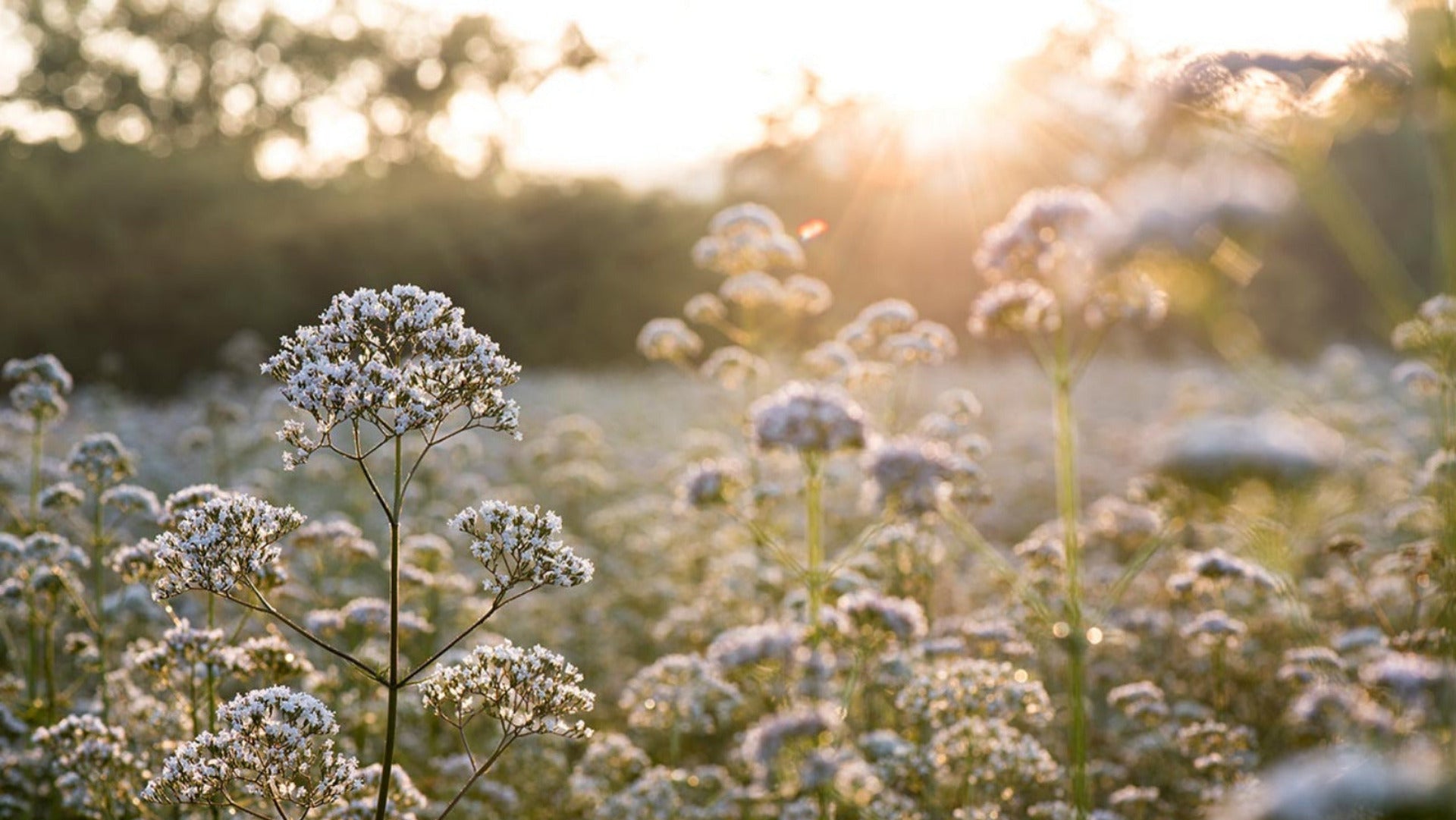 Field of white flowers with a soft focus background during sunset.