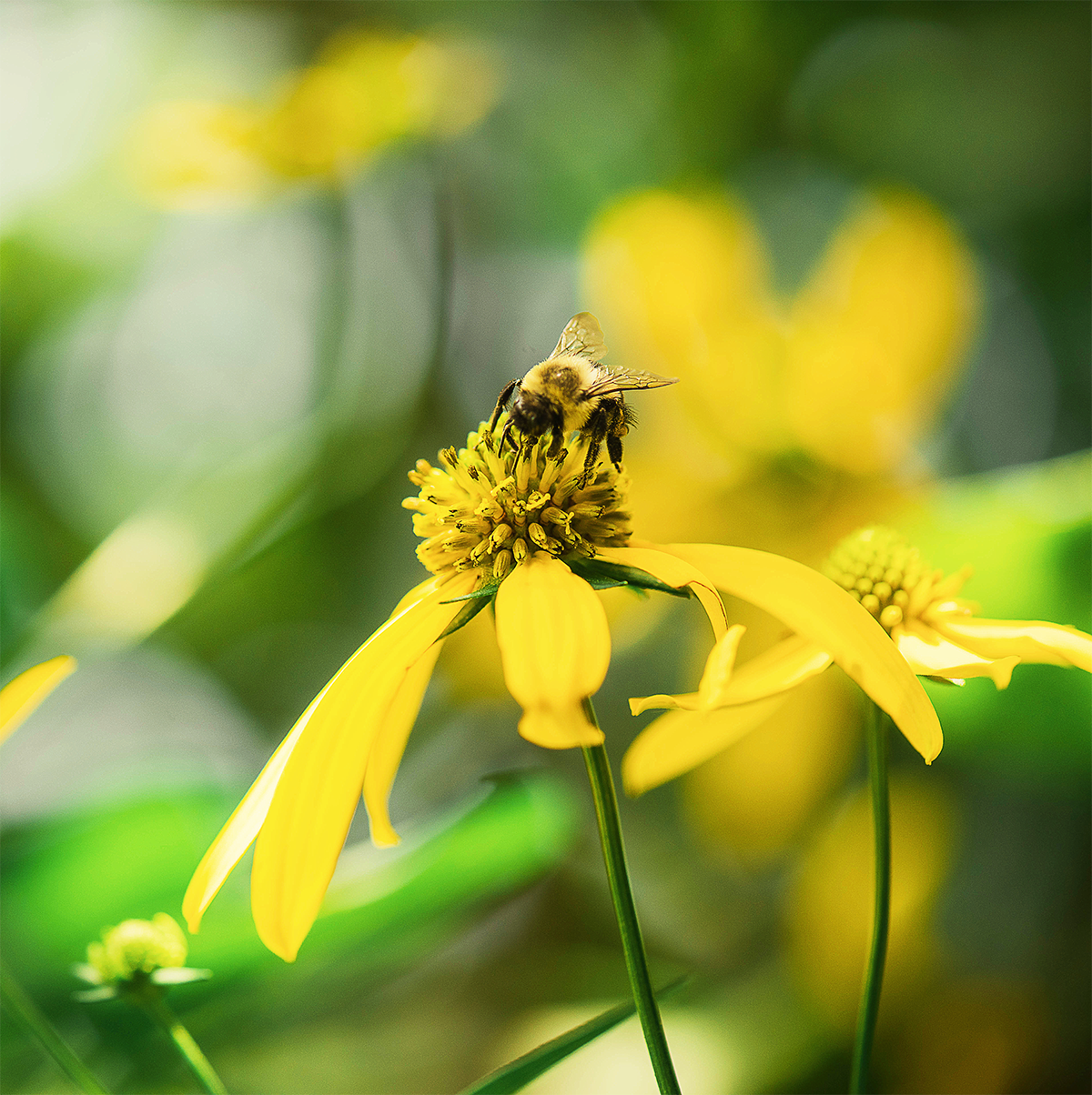 Bee on a flower