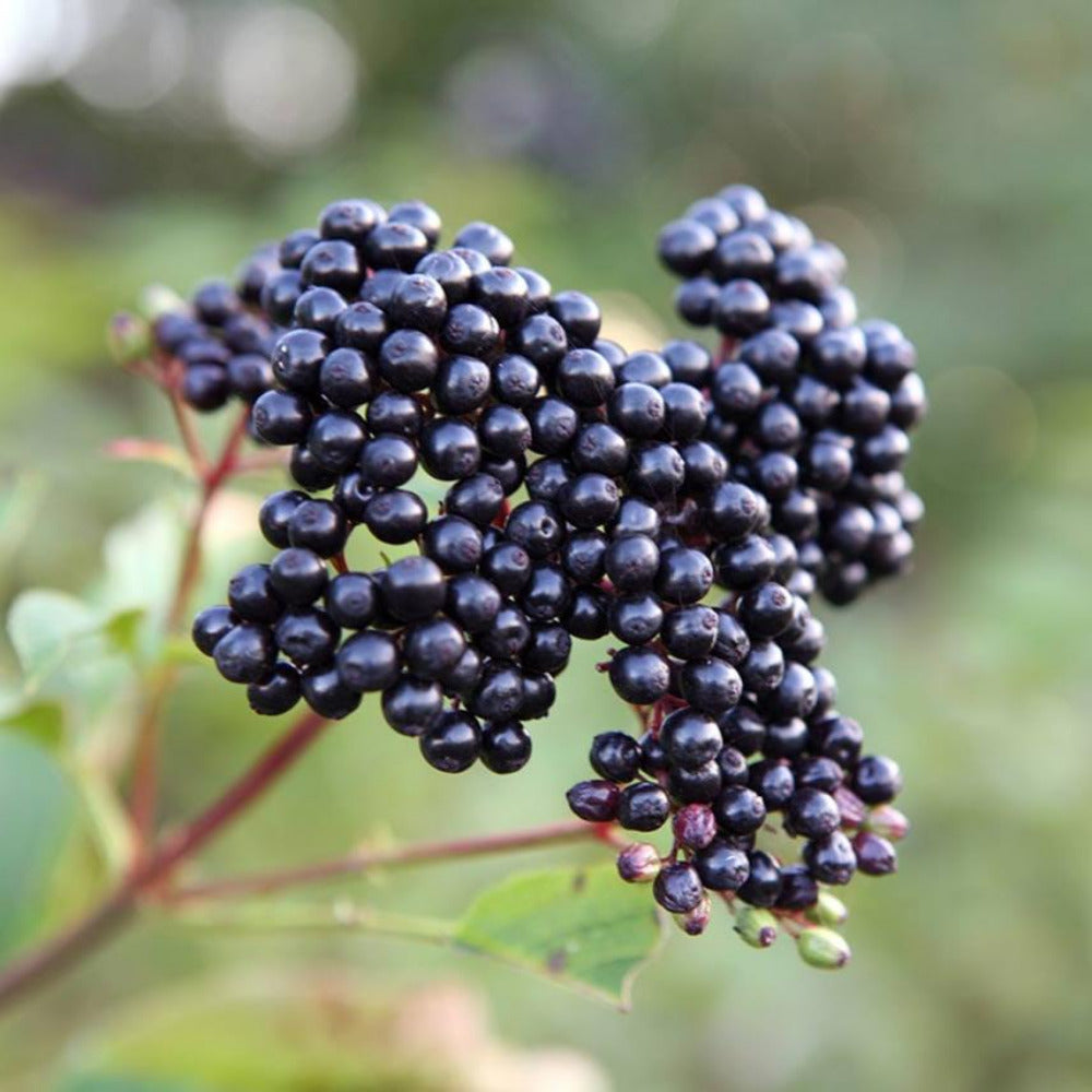 Black Elderberry (Sambacus Nigra)