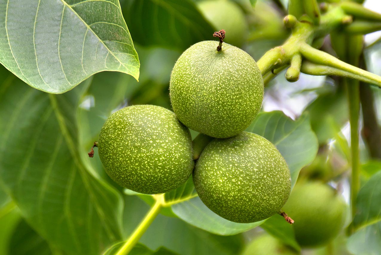 Wormwood and Black Walnut Extract for Digestive Support