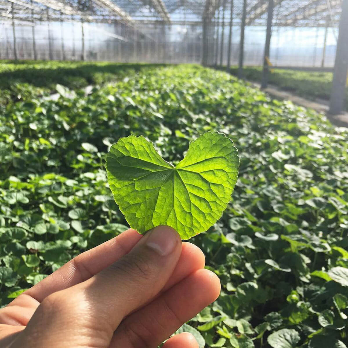 Hand holding a green leaf in front of a greenhouse with rows of plants.