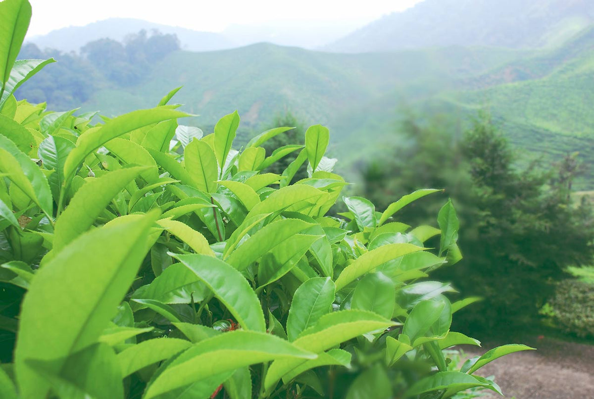 Green Tea Supports Healthy Energy Levels* | Gaia Herbs