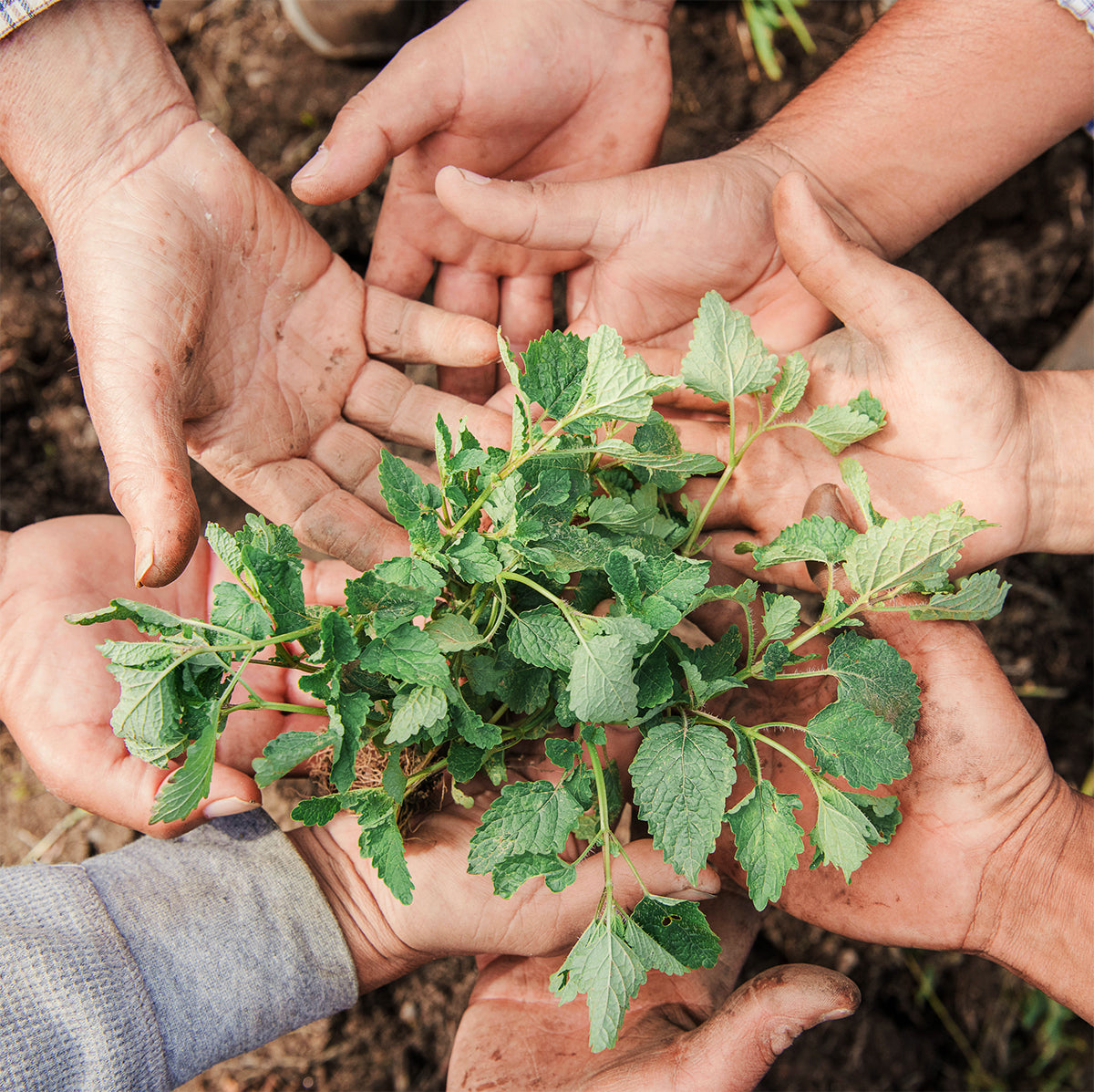 Hands holding a small green plant with a natural background