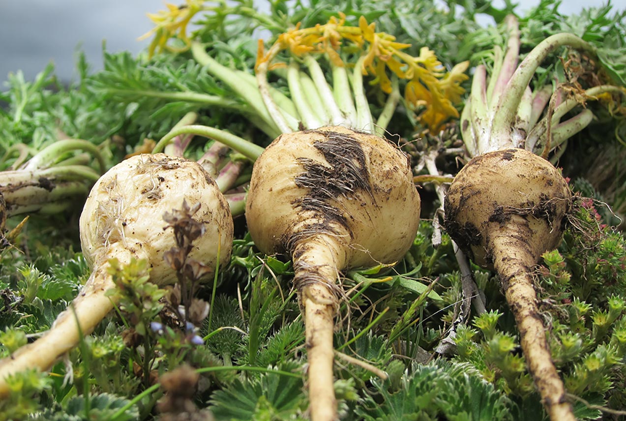 Maca Roo Maca Root Capsules for Energy & Stamina* | Gaia Herbs
