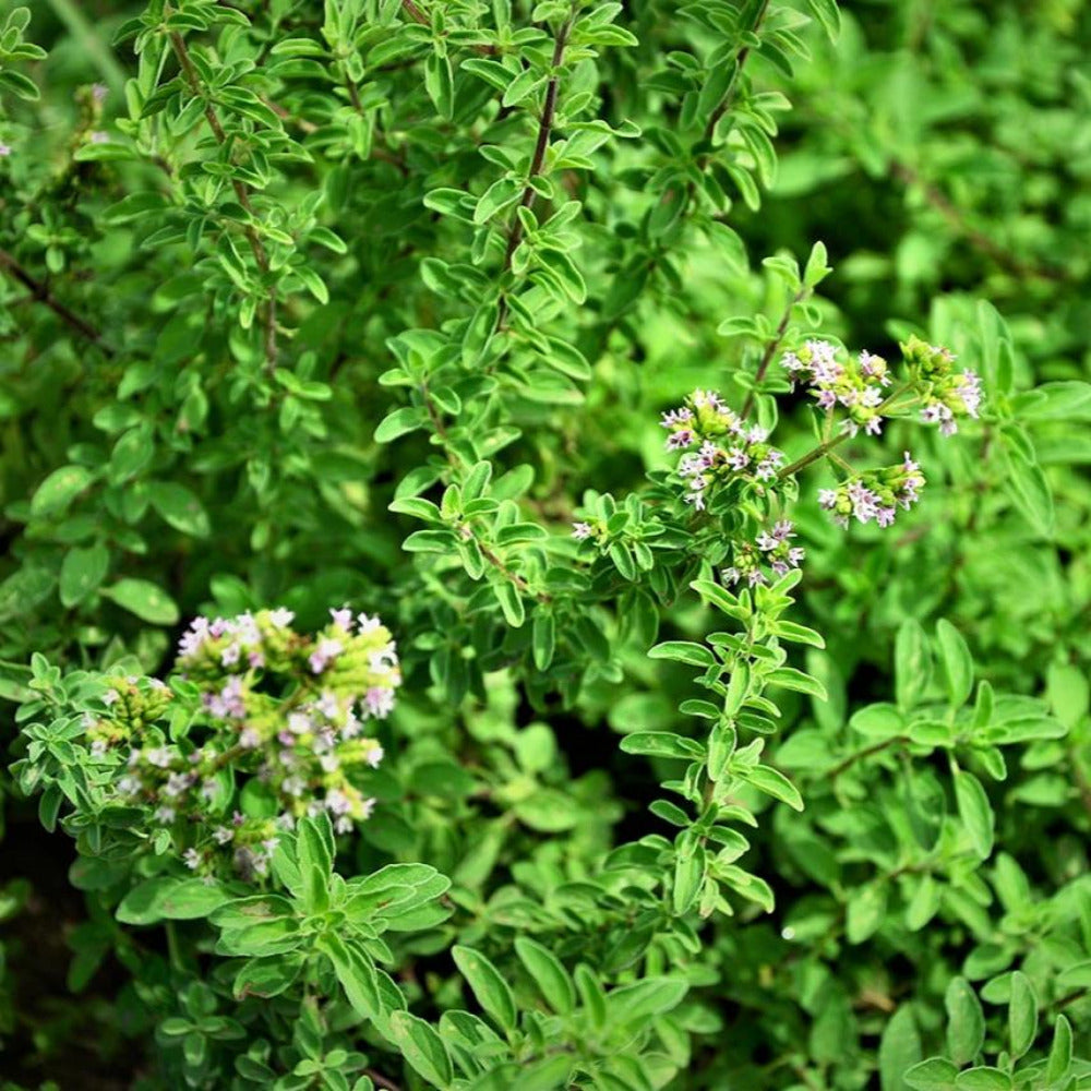 Close-up of an oregano plant with green leaves and small purple flowers.